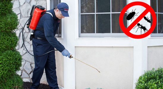 Söğütlü Fare İlaçlama böcek ilaçlama ve haşere kontrolü — ilaclama-tr.com